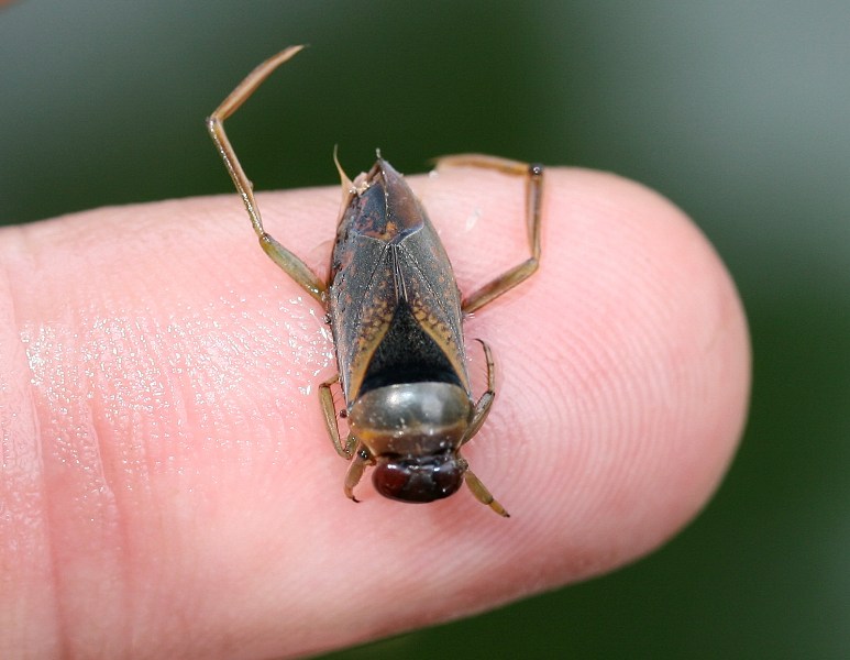 Notonetta: s, Notonecta maculata del Ponente ligure